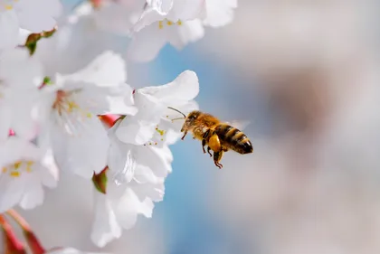 Gorron obtient un deuxième label pour la protection des abeilles